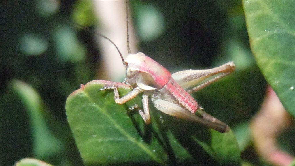 Cavalletta rosa: neanide di Pholidoptera o Eupholidoptera